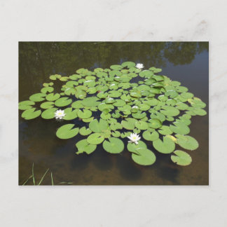 Postal Lily Pads en el estanque - Postcard