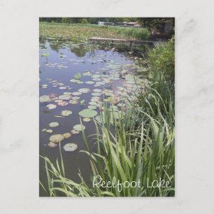 Postal Lily Pads en el lago Reelfoot