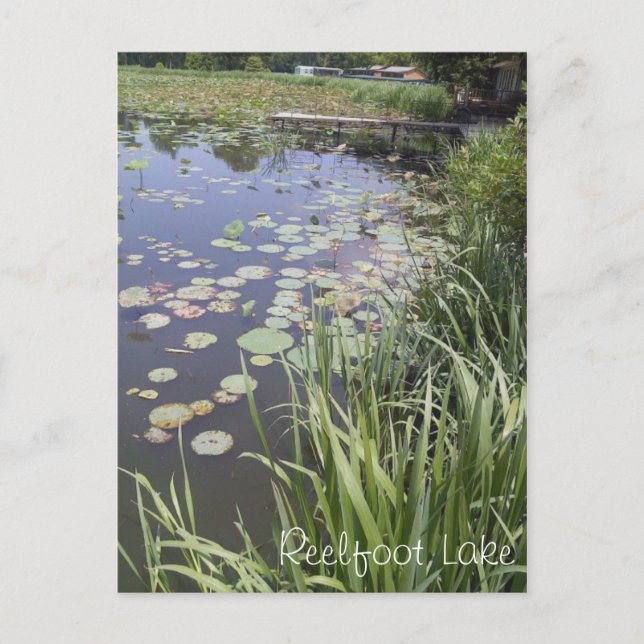 Postal Lily Pads en el lago Reelfoot (Anverso)