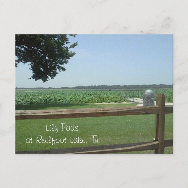 Postal Lily Pads en el lago Reelfoot, Tn (Anverso)