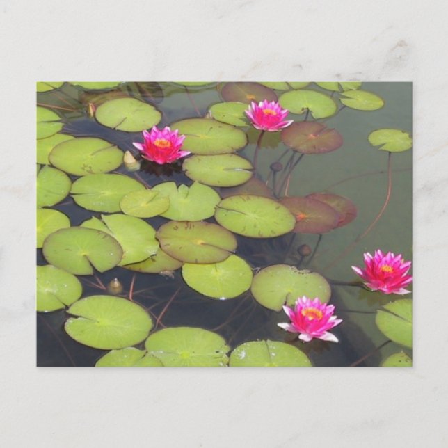Postal Lily Pads y Lotus Zen Post Card (Anverso)