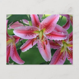 Postal Lily Pink Stargazer