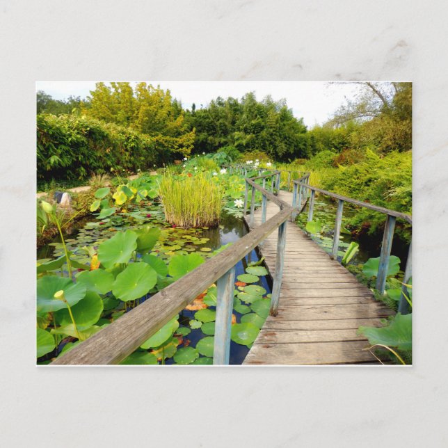 Postal Lily Pond Postcard (Anverso)