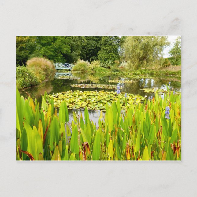 Postal Lily Pond Postcard (Anverso)