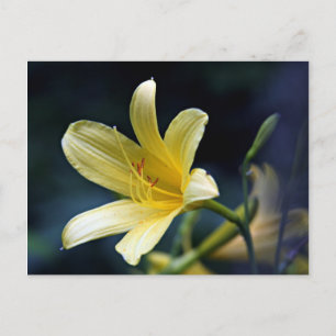 Postal Lily Postcard