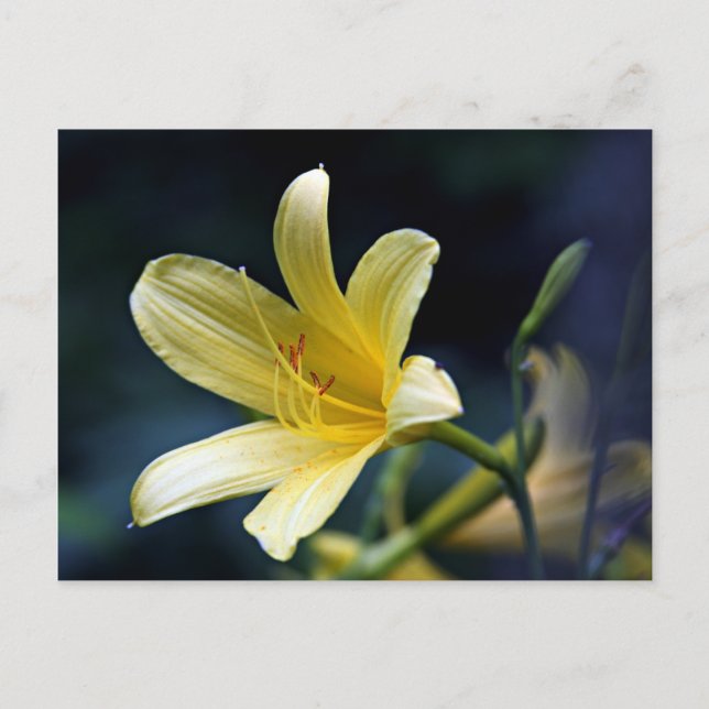 Postal Lily Postcard (Anverso)