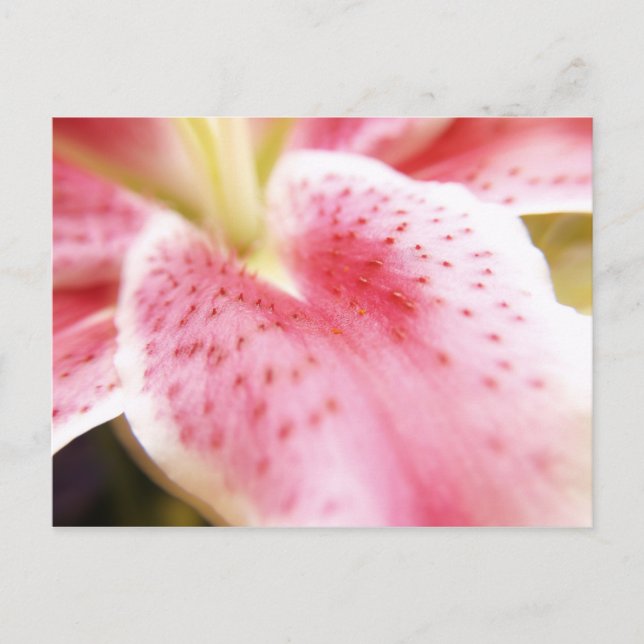 Postal Lily Postcard (Anverso)