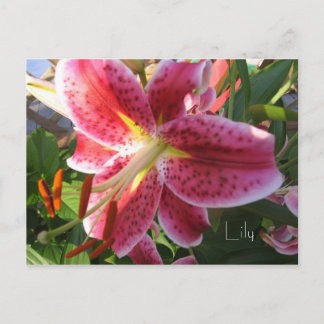 Postal Lily Postcard