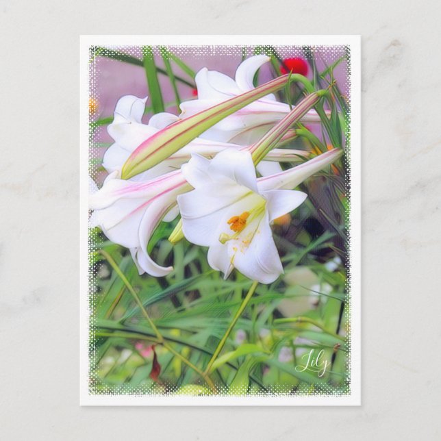 Postal Lily [Postcard] ポ ス カ ド (Anverso)