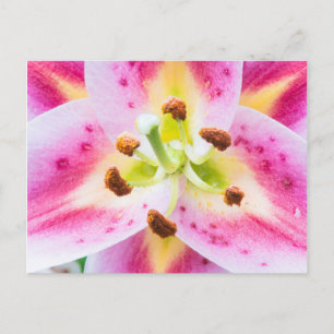 Postal Lily Primer Plano