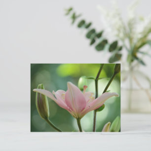 Postal Lily rosa-Bokeh por Shirley Taylor
