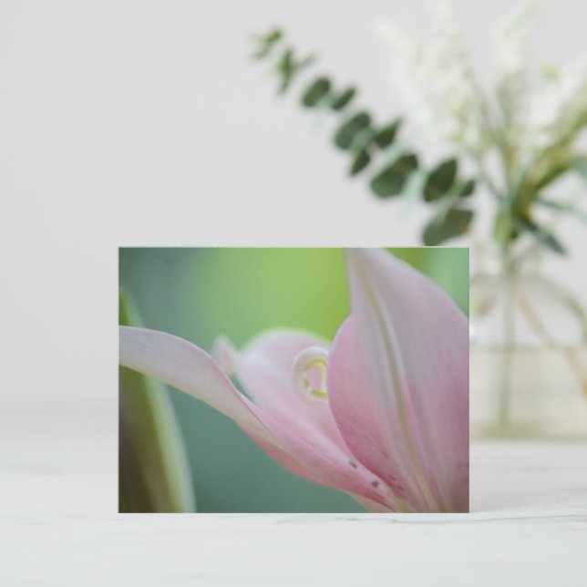 Postal Lily rosa de Shirley Taylor (Anverso de pie)