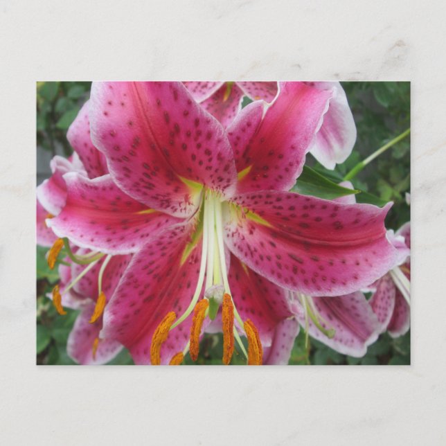 Postal Lily Stargazer Purple Flower (Anverso)