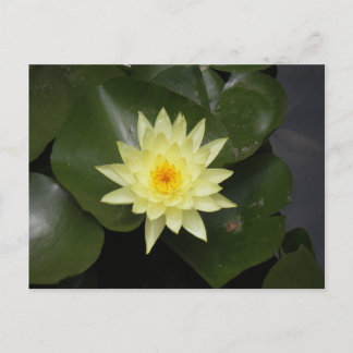 Postal Lilypad