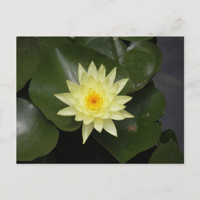 Postal Lilypad (Anverso)
