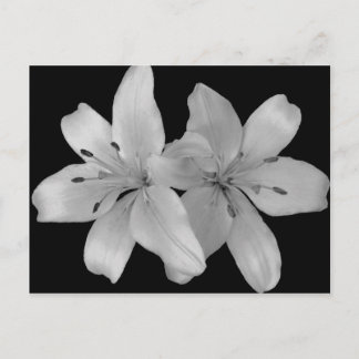 Postal Lilys