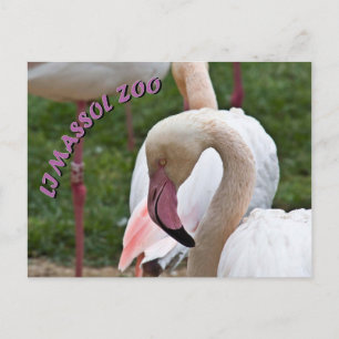Postal Limazzol zoo flamingo