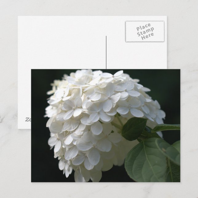Postal Lime Blanca Hydrangea (Anverso / Reverso)