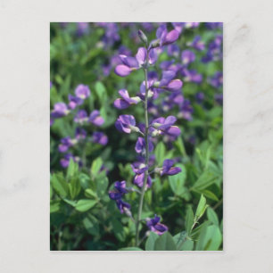 Postal Lime Blue False Indigo, (Baptisia Australis) flowe