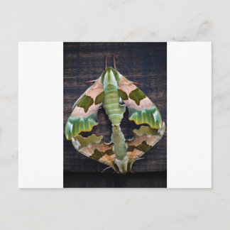 Postal Lime Hawk Moths