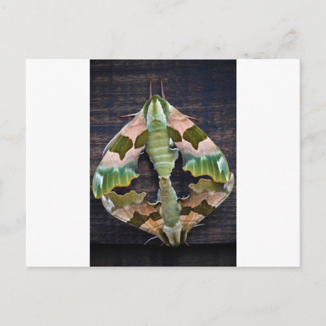 Postal Lime Hawk Moths (Anverso)