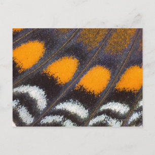 Postal Limenitis astyanax macho