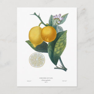 Postal Limón de Pierre-Antoine Poiteau