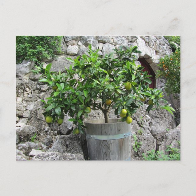 Postal Limonero (Anverso)