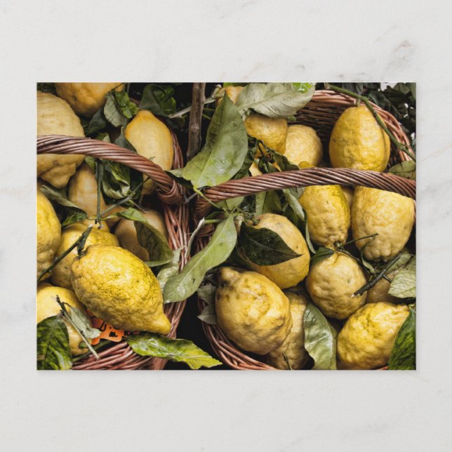 Postal Limones italianos elegantes de la costa de Amalfi (Anverso)