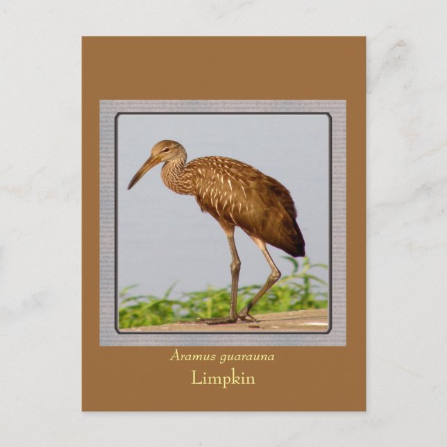 Postal LImpkin (Anverso)