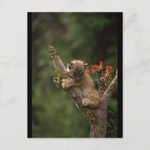 Postal Lince Bebé Trepando