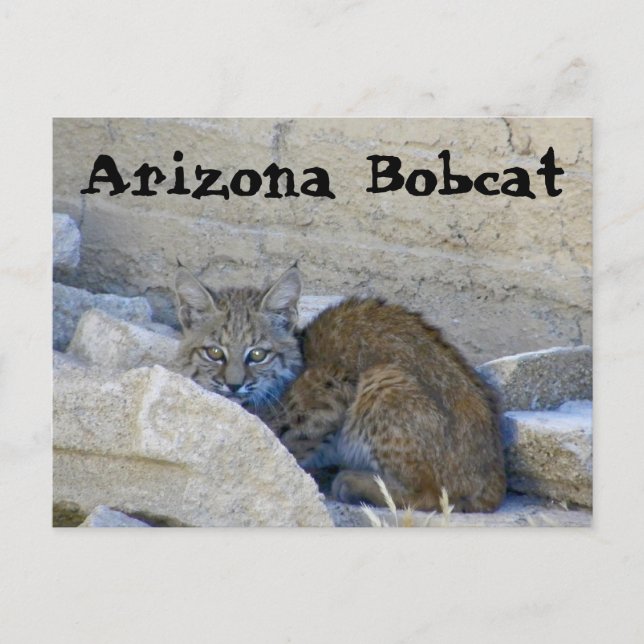 Postal Lince de Arizona (Anverso)