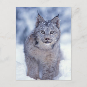 Postal Lince en la nieve en las estribaciones