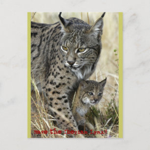 Postal Lince Ibérico - Linx Ibérico