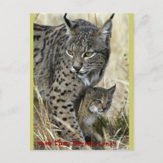 Postal Lince Ibérico - Linx Ibérico
