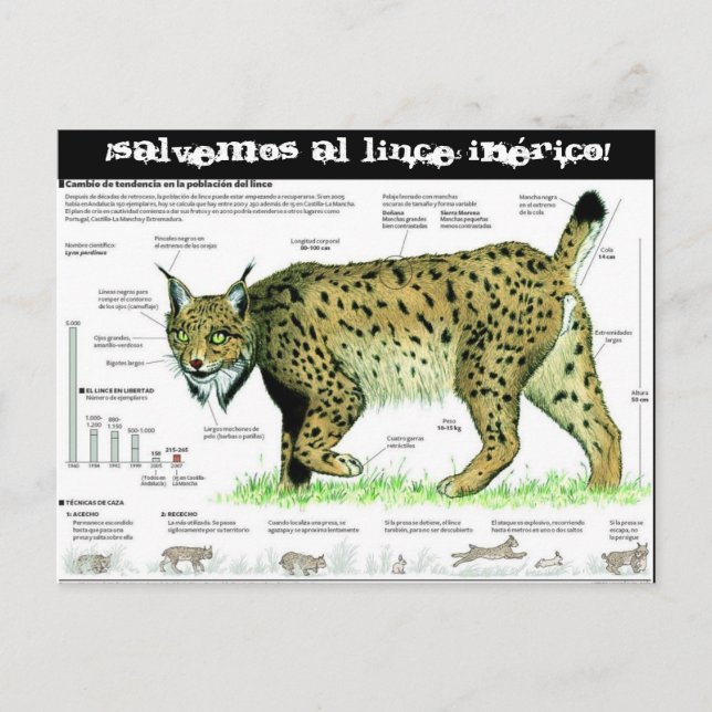Postal lince-iberico, ¡Salvemos al lince ibérico! (Anverso)