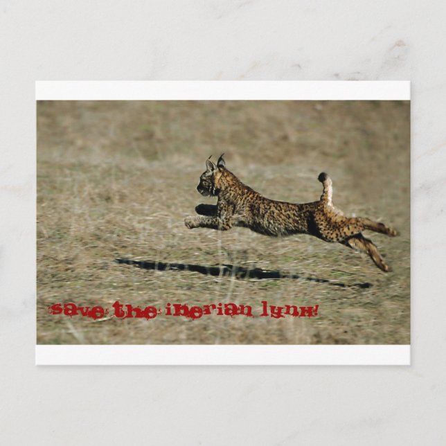 Postal LINCE IBÉRICO, ¡Salven el lince ibérico! (Anverso)