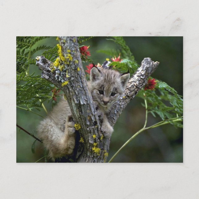 Postal Lince-pequeño gatito de Canadá (Anverso)