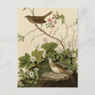 Postal Lincoln Finch