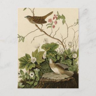 Postal Lincoln Finch