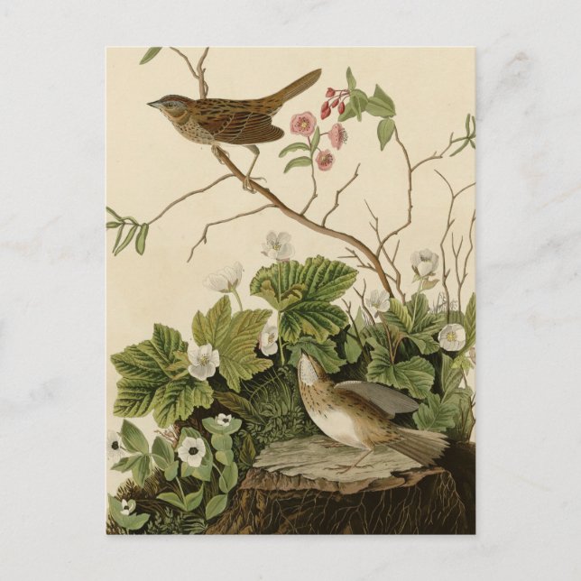 Postal Lincoln Finch (Anverso)