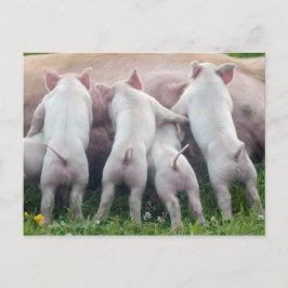 Postal linda de los cochinillos de la enfermería
