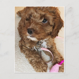 Postal linda del perrito de Cockapoo