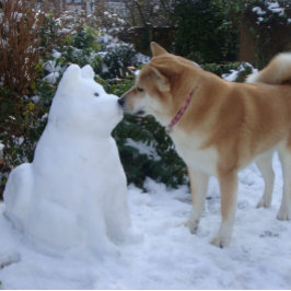 Postal linda foto de akita besando a snowman akita