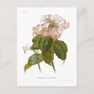 Postal Lindleyana del Hydrangea