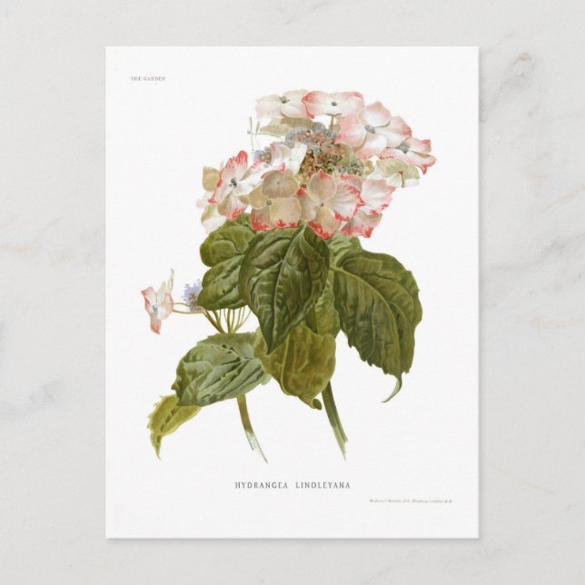 Postal Lindleyana del Hydrangea (Anverso)