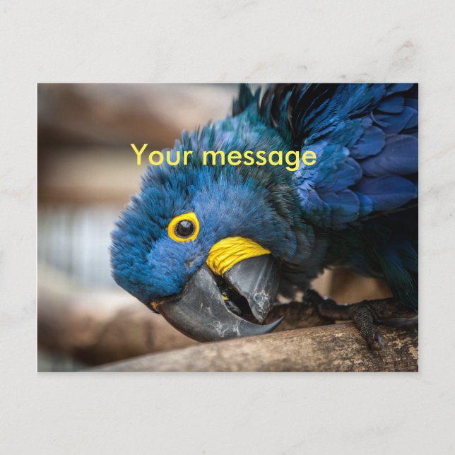 Postal lindo azul Hyacinin Macaw loro (Anverso)