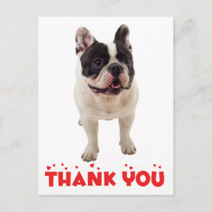 Postal Lindo Bulldog Francés Gracias Frenchie Cachorro Pe