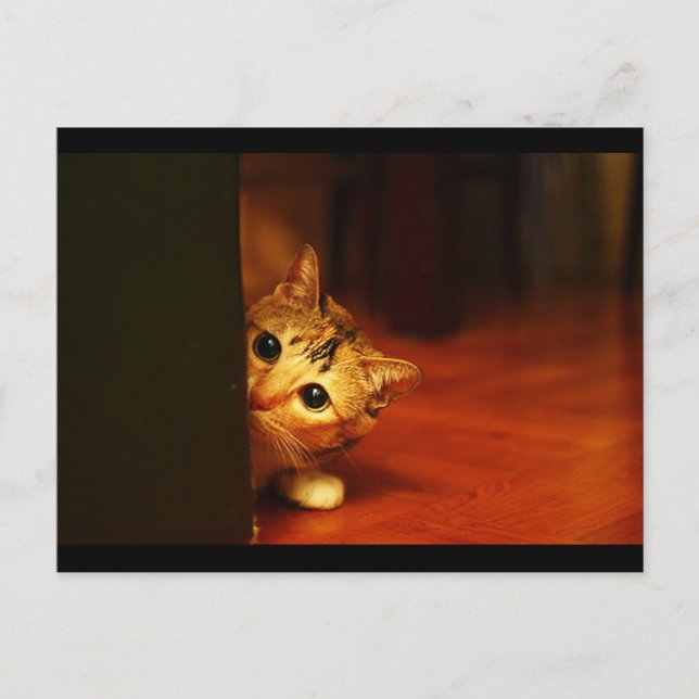 Postal lindo_divertido_Animales_28 gatos gatitos sonriend (Anverso)