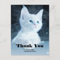 Lindo gatito blanco con hermosos ojos azules Graci